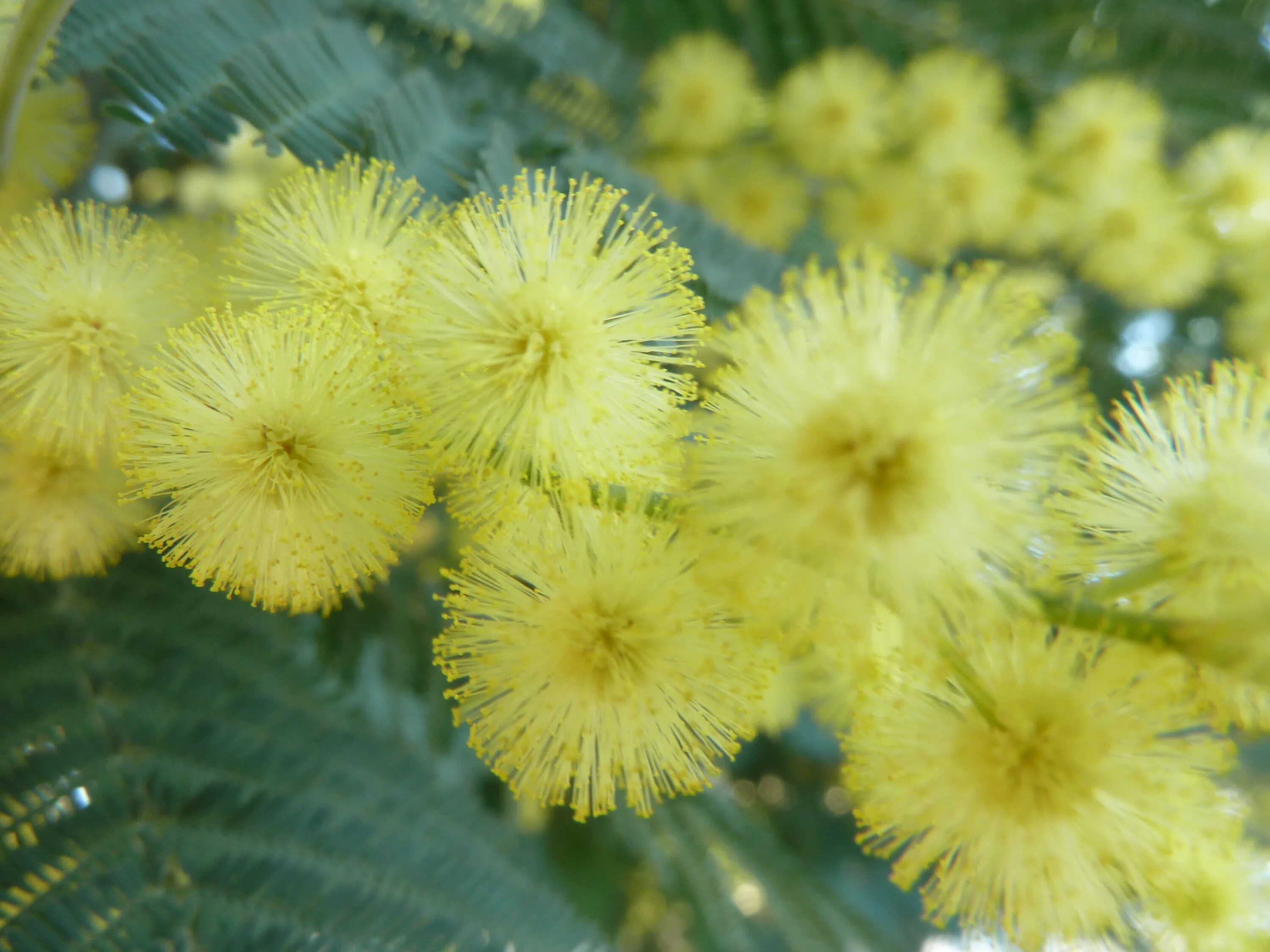 Акация Мимозовая. Мимоза дерево. Мимоза Acacia dealbata. Акация серебристая Мимоза. Мимоза википедия