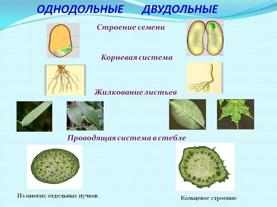 Как отличить двудольные. Семейства однодольных и двудольных растений. Однодольныее двыудольные растеня. Покрытосеменные растения класс двудольные. Покрытосеменные цветковые двудольные Однодольные.