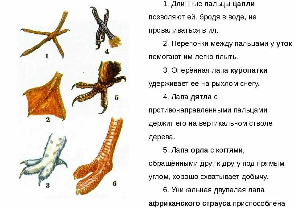 У птиц есть ноги. Строение лапы птицы. Строение конечностей птиц. Строение ноги птицы. Типы лап птиц.