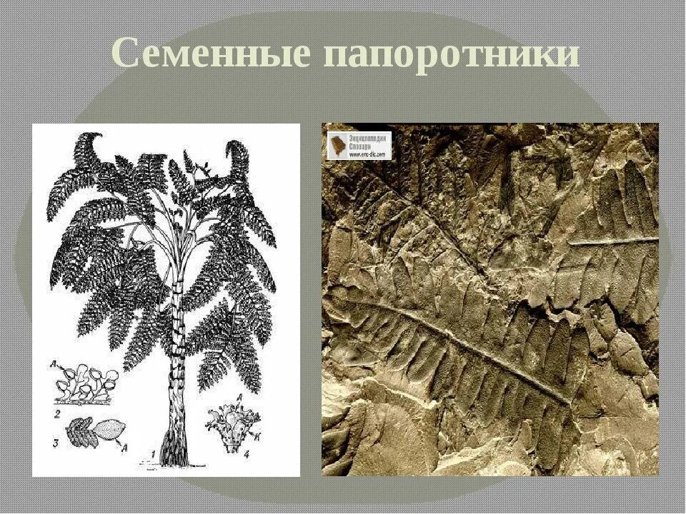 Семенные папоротники Триасового периода. Палеозойские семенные папоротники. Медуллоза Ноэ. Мезозойские семенные папоротники. Значение вымерших папоротниковидных в природе