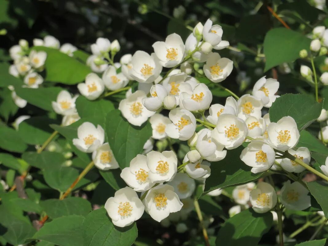 цветение жасмина. цветение жасмина. чубушник цветет. жасмин цветение.
