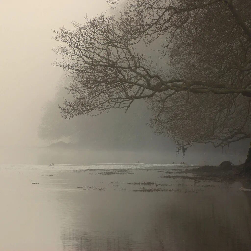 Ветвь туманного дерева. Туман на берегу. Берег в тумане. Туманный берег. Дуб в тумане.