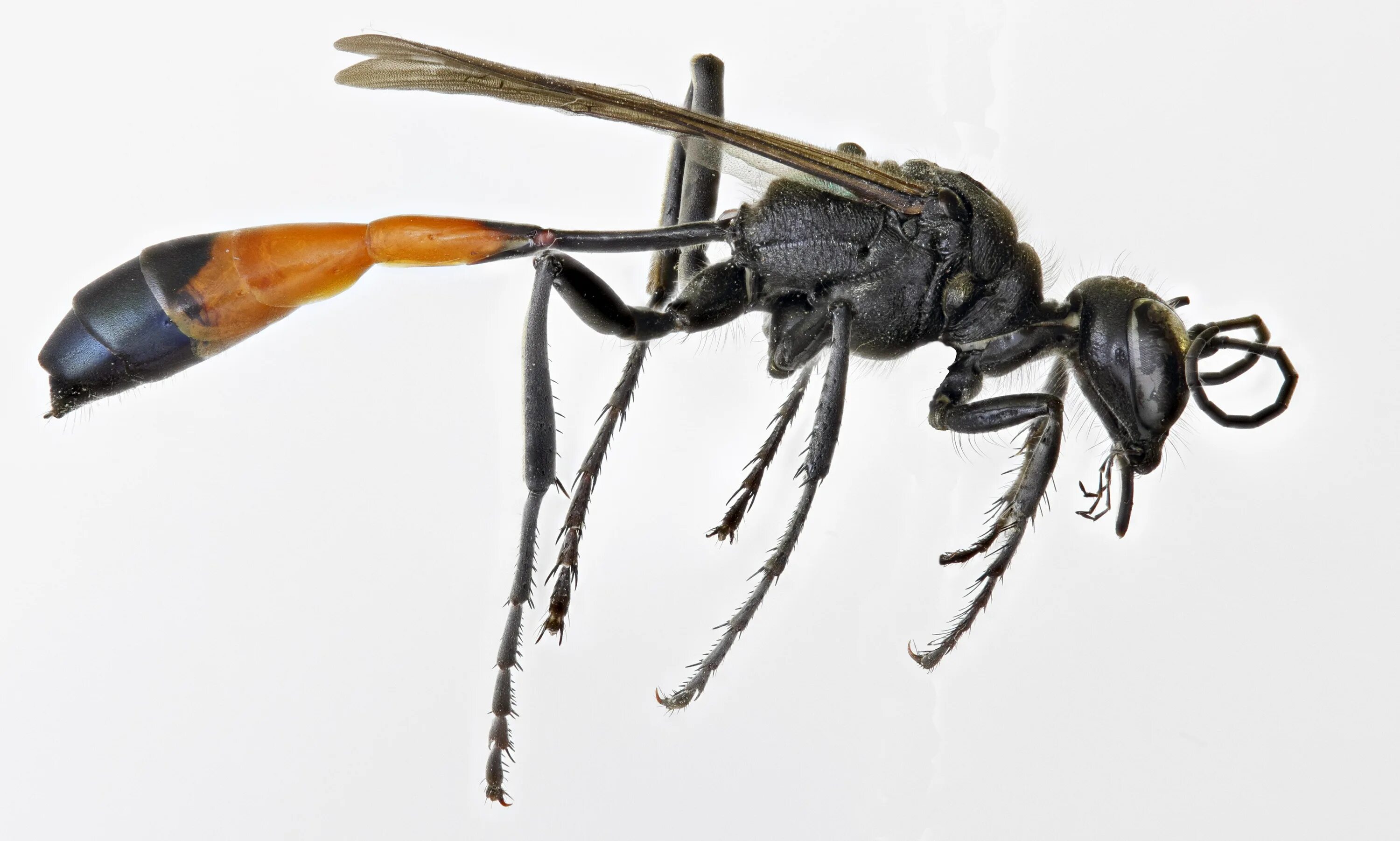 Аммофила Песчаная Ammophila sabulosa. Песочная Оса аммофила. Песчаная Оса аммофила жалит. Оса-наездник яйцеклад. Яйца наездника