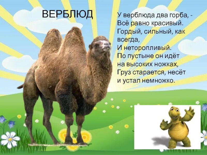 Частушка верблюд. Верблюд с двумя горбами. зачем верблюду горб. верблюд презентация. горб верблюда.