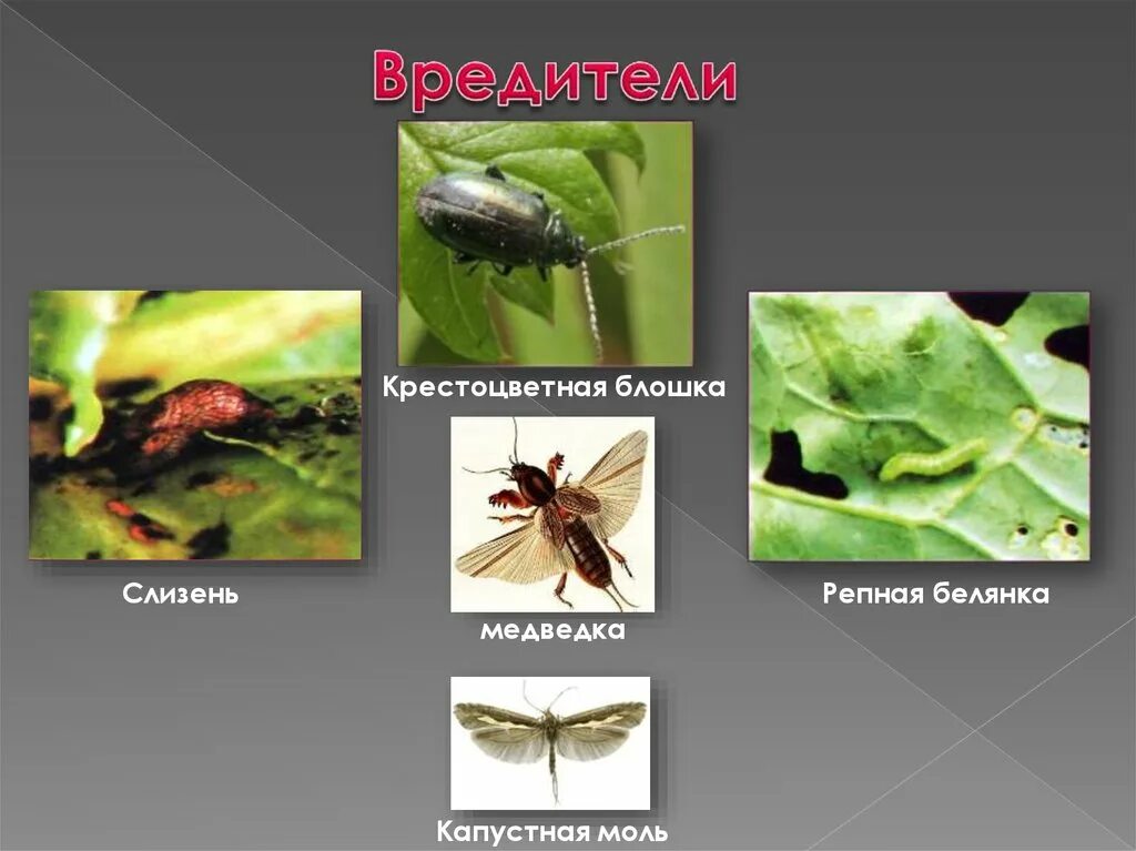 Имаго капустной белянки тип ротового. Моль медведка. Вредители капусты крестоцветные блошки. Вредители редиса крестоцветная блошка. Крестоцветная моль.