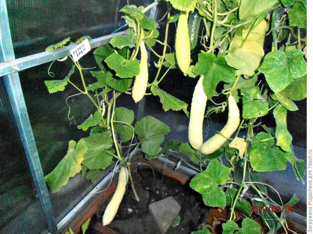 Купить фруктовые саженцы SVI Gurke Hot Verkauf 30 Samen Obst Gurken, Cuke, Grün,