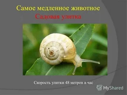 Скорость движения улитки в минуту