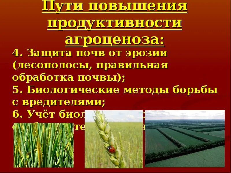 Продуценты агроценоза. Пути повышения устойчивости и продуктивности агроценозов. Пути повышения продуктивности агроценоза. Способы повышения продуктивности агроценозов. Пути повышения продуктивности агроэкосистемы:.