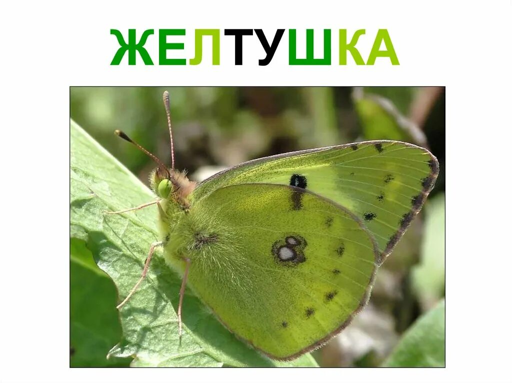 Бабочка желтушка альпийская. Желтушка и монарх. Желтушка луговая. Покажи желтушку. Желтушка луговая.