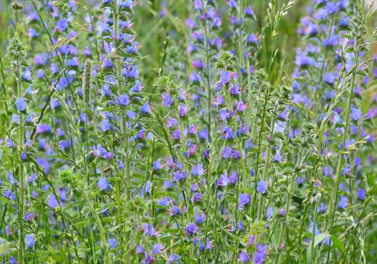 Репешок медопродуктивность. Модели телефонов названия. Модели телефонов названия. Подскажите как называется. Синяк обыкновенный.