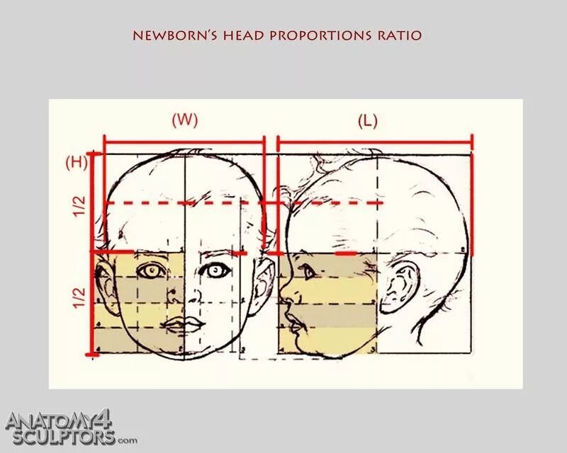 Пропорции лица ребенка для рисования. Пропорции головы ребенка. Пропорции головы ребенка для рисования. Пропорции кукольного лица ребенка. Пропорции головы ребенка для рисования.