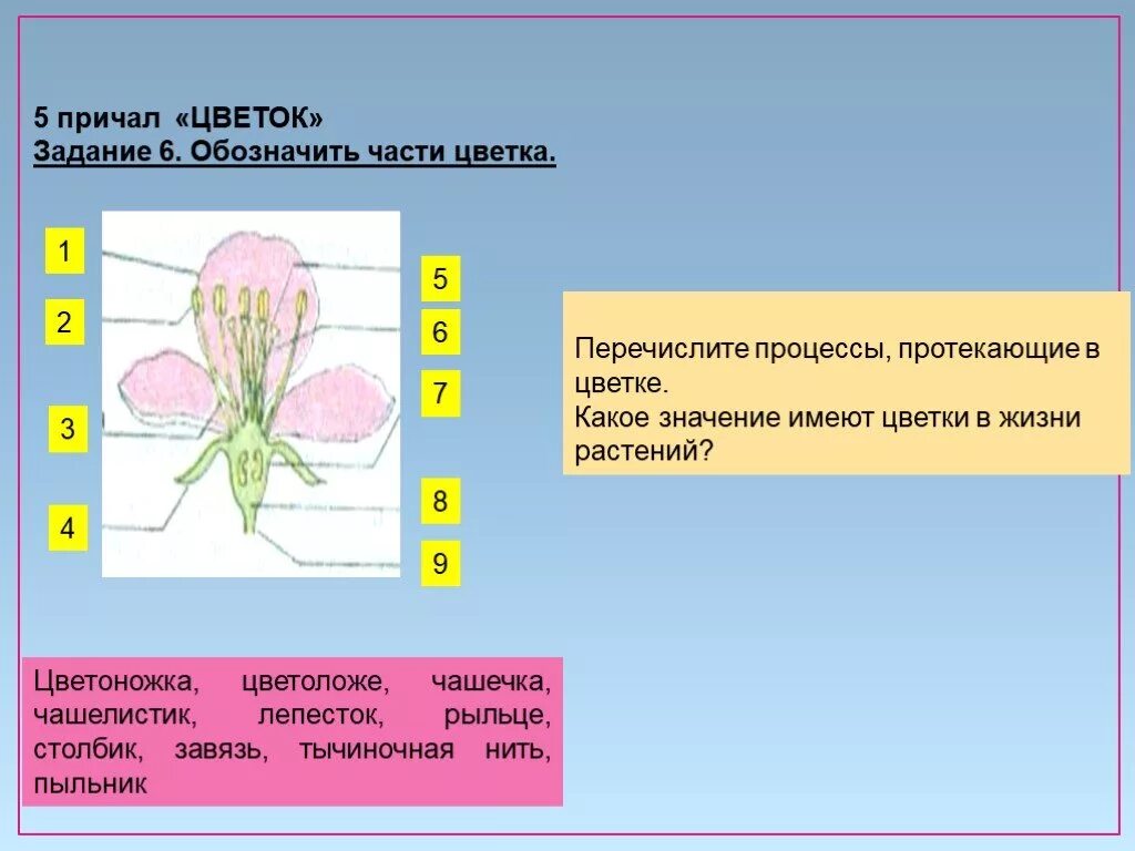 В какой части цветка протекает этот процесс