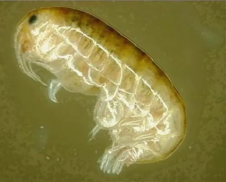The baby 'cannibal squid' born in Britain for the first time (and so dangerous t