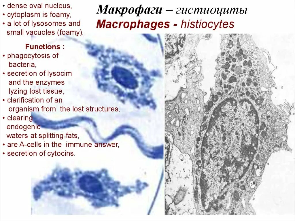 Макрофаги препарат. Макрофаги гистиоциты. Гистиоцит морфология. Гистиоциты соединительной ткани. Гистиоциты гистология.
