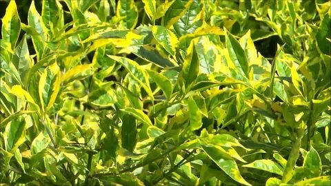Turn yellow