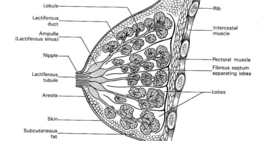 Как называют женскую железу. Строение женской грудной. Malochnaya jelesa Anatomy. Молочная железа анатомия. Анатомическое строение молочной железы.