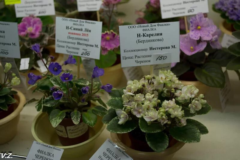 родина фиалки. фиалка сколько. фиалка джунгарик. фиалка сколько. сенполия тренди микс.