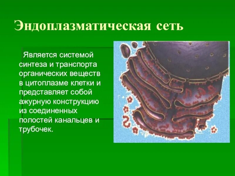 Канал эндоплазматической сети