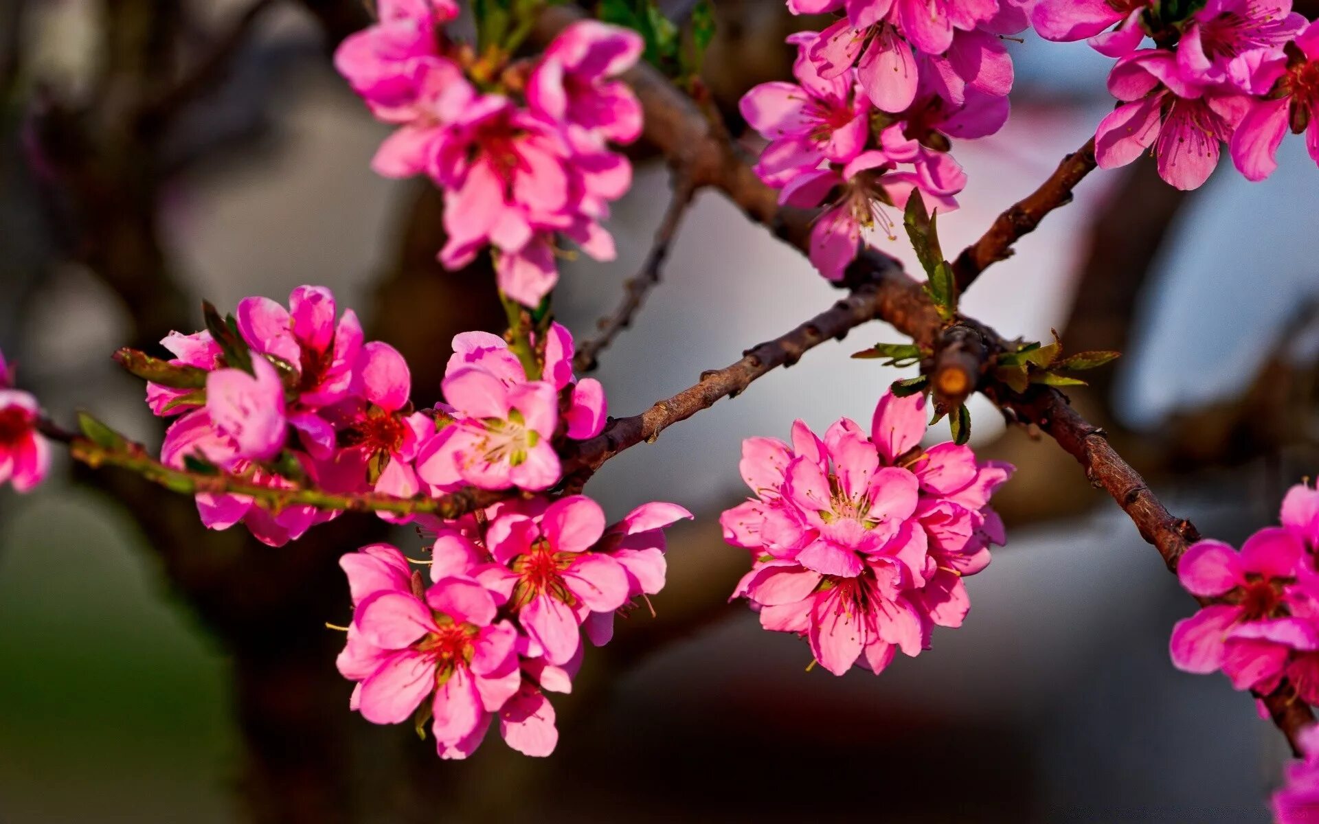 Японская слива цветение. Сакура Тайхаку. Сакура куст. Сакура пятилистная. Цветет розовыми цветочками