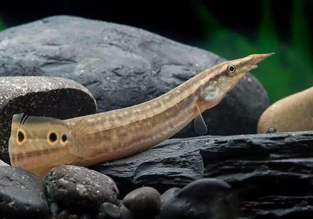угорь аквариумный макрогнатус. длинные аквариумные рыбы. рыбка акантофтальмус кюля. длинные аквариумные рыбы. длинные аквариумные рыбы.