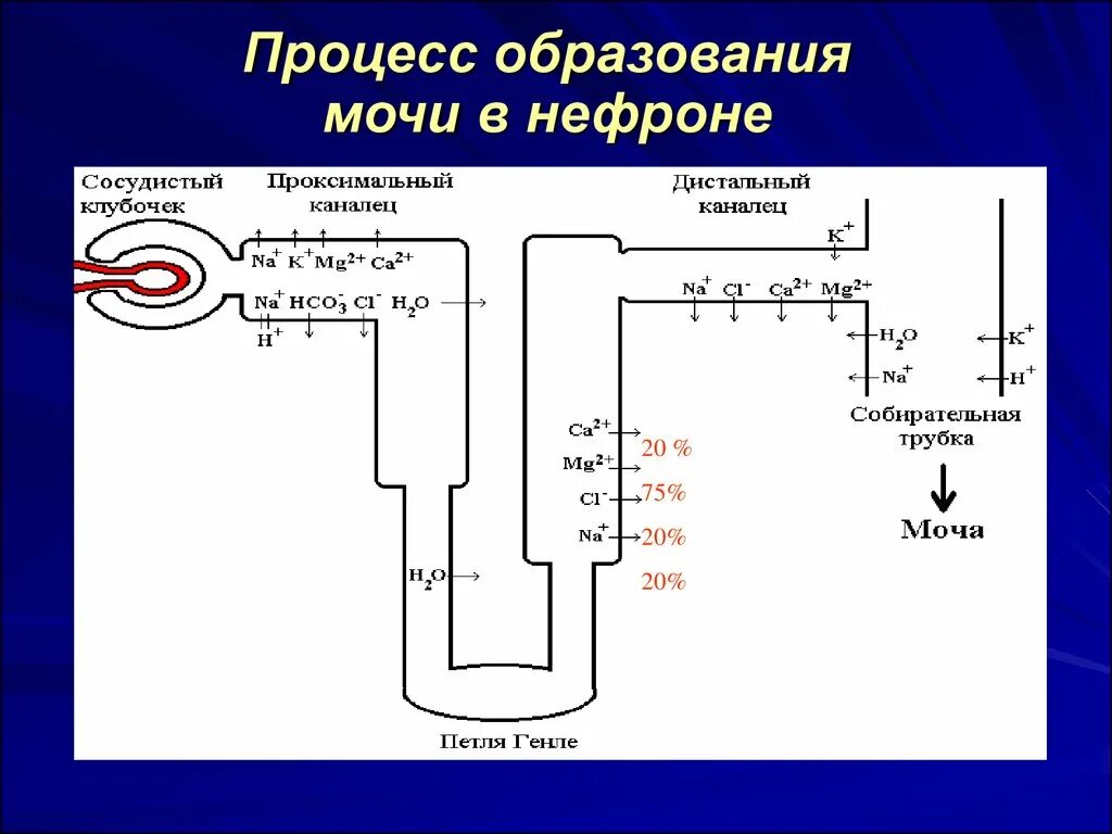 Процесс образования мочи кратко. Процесс образования мочи схема. Процесс обращованиям мочи. Процессоброзования мочи. Прохождение мочи по нефрону