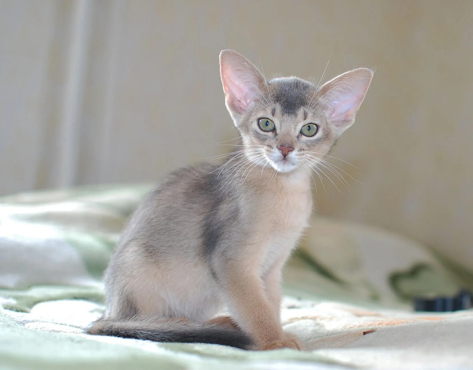 Абиссинец абиссинская кошка. Абиссинская кошка серая. Абиссинский кот голубой. Абиссинский кот голубой. Абиссинская кошка серая.
