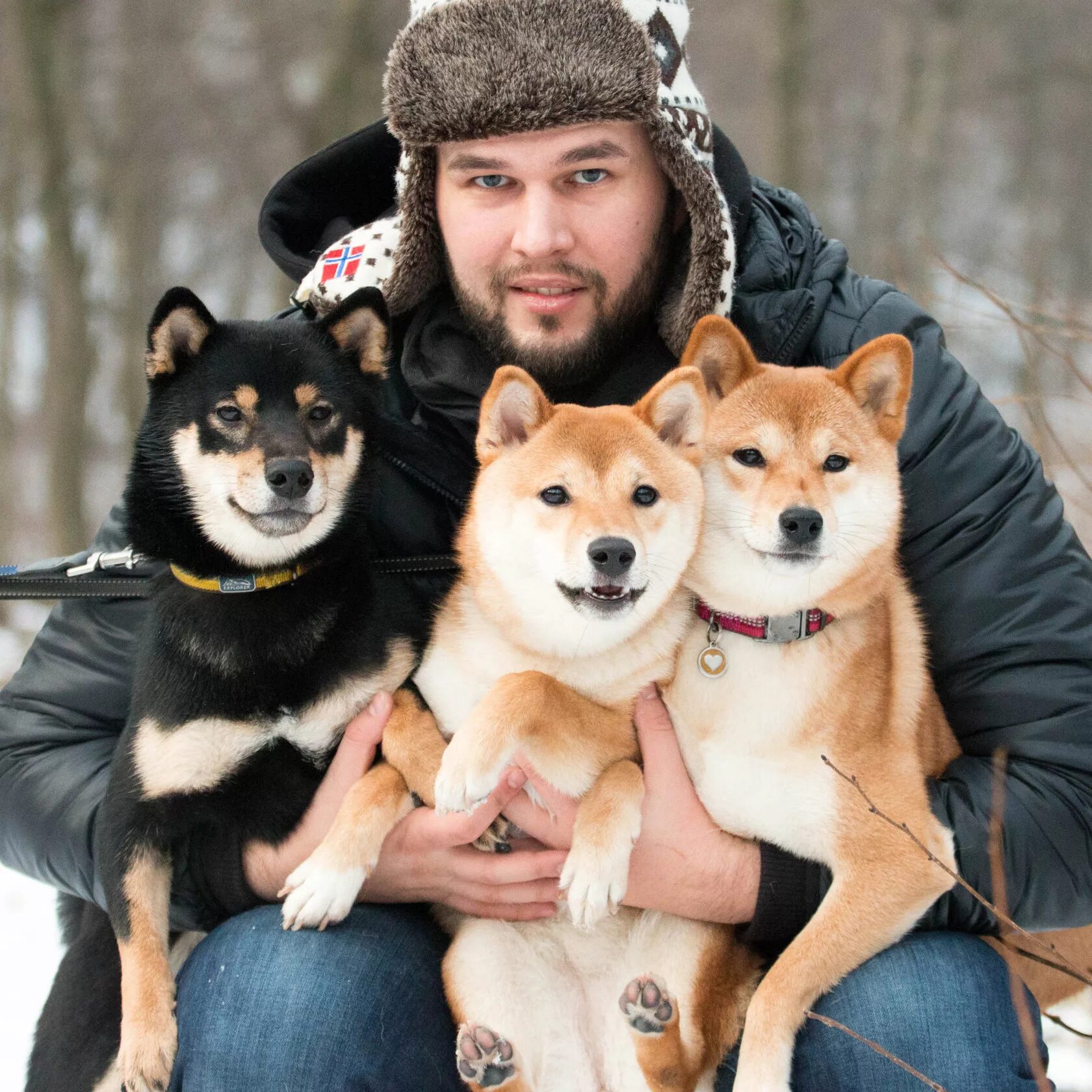 Сиба ину взрослые. Сиба шиба ину с человеком. Собака шиба ину с человеком. Шиба ину взрослая. Акита ину в кимоно.