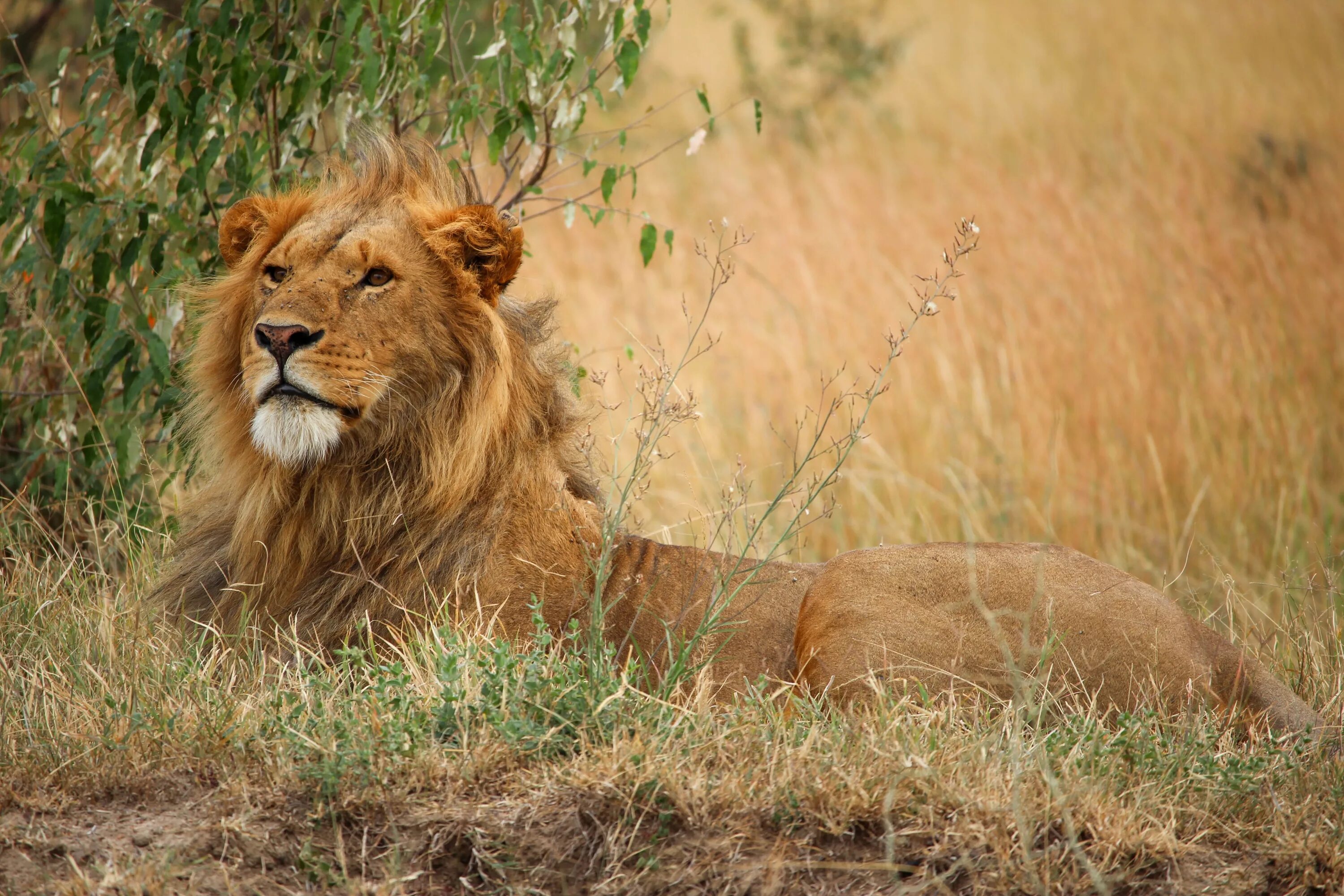 Лев какое млекопитающие. Африка Саванна Лев. Львы в саванне.