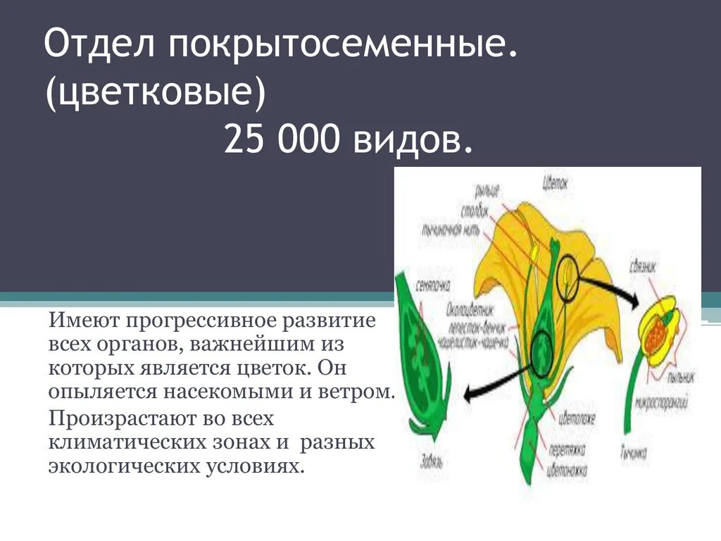 Строение покрытосеменных. Строение цветка покрытосеменных. Отдел цветковые. Внутреннее и внешнее строение покрытосеменных.