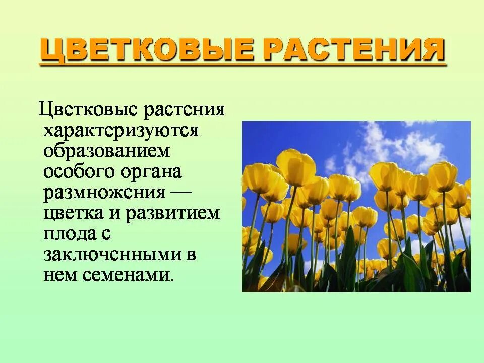 Растения определение в биологии 6 класс. Цветковые растения. цветковые растения доклад. цветковые растения презентация. доклад о цветковых растениях.