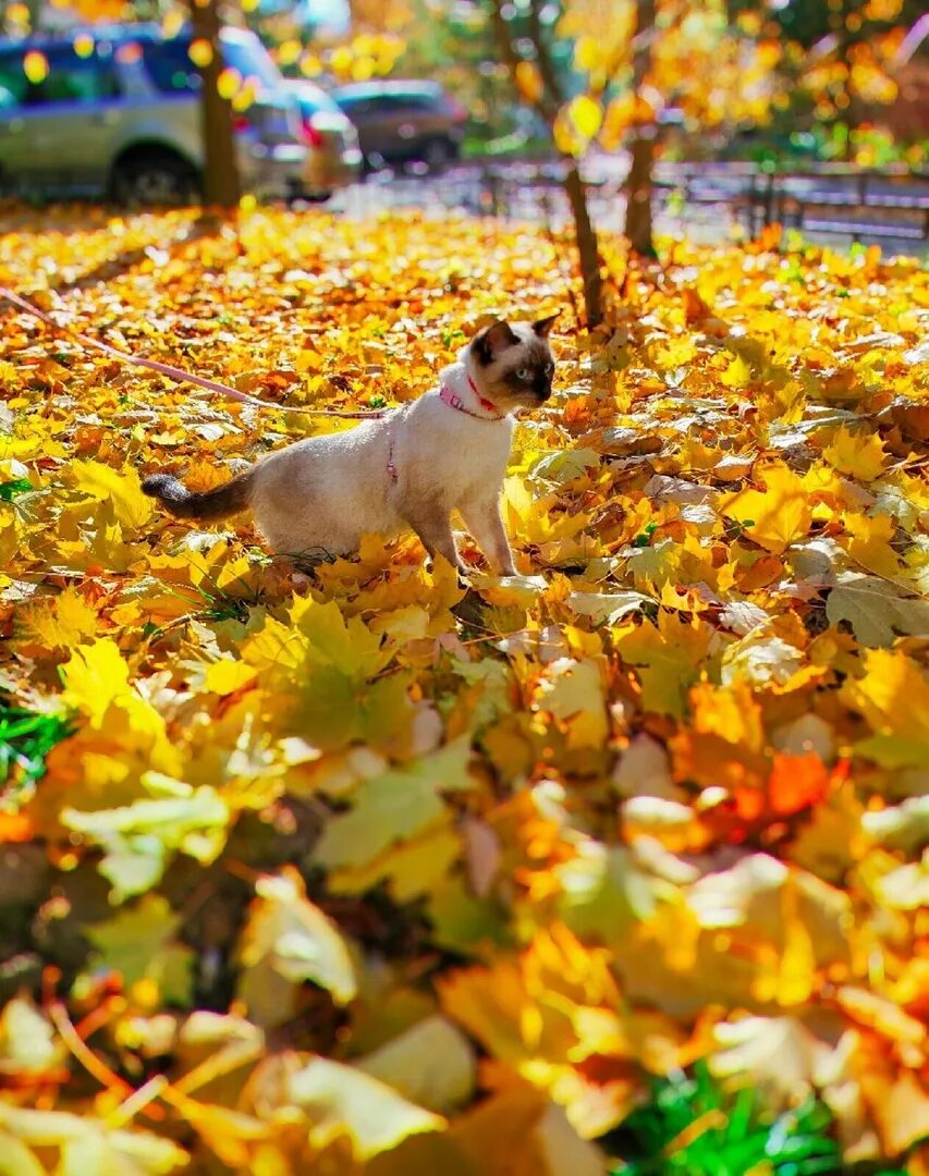 October first. Осенняя прогулка. Прогулка осенью. Осень прогулка. Красивая осенняя прогулка.