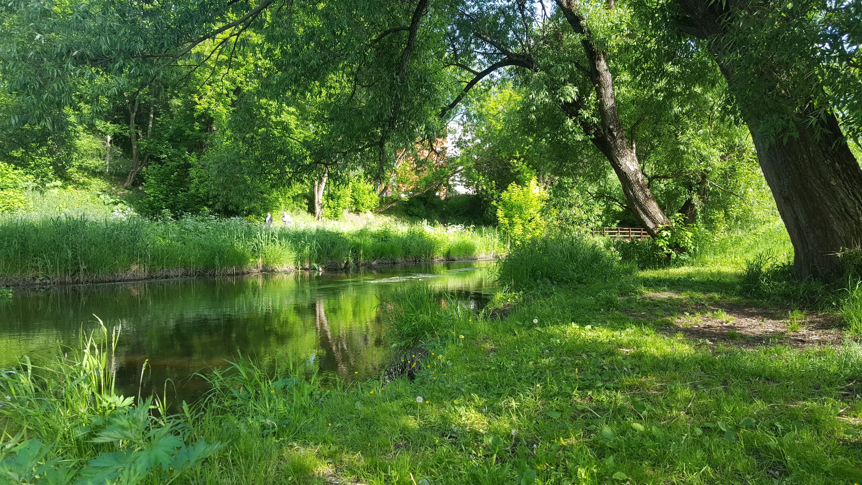 Село зелени. Парк Яуза фото. Зелени Владимирская область фото. Обои на рабочий стол парк Яуза. Березовая роща солнце.