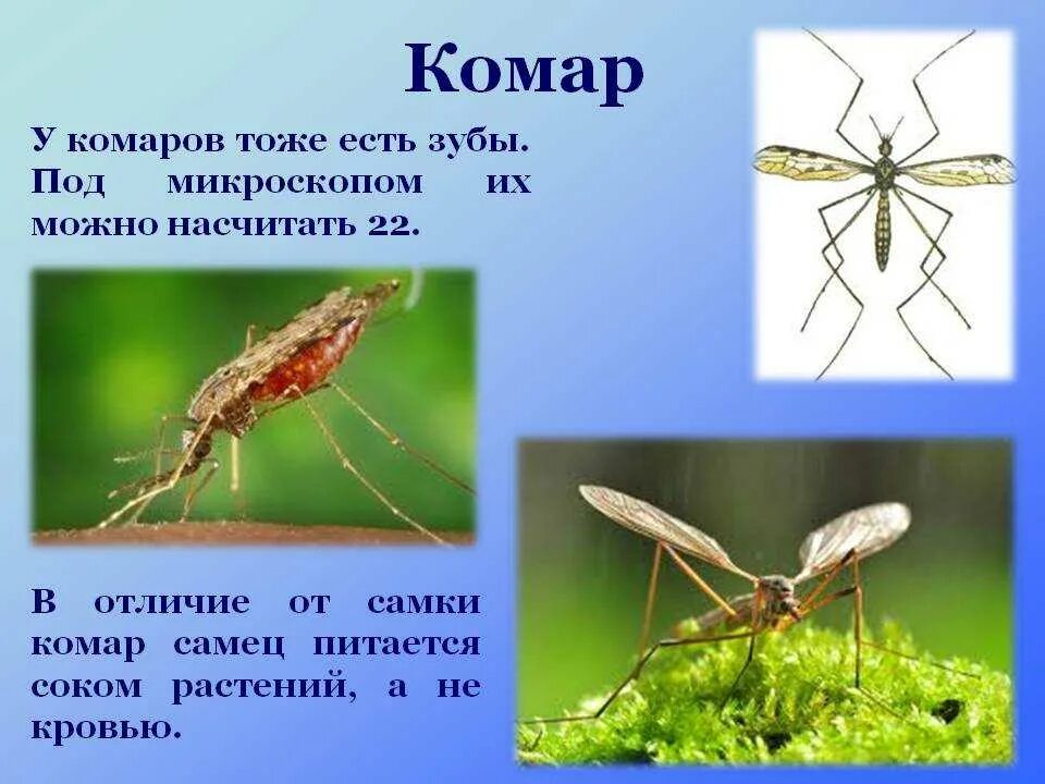 Комар какая среда. Комар. Интересные факты о комарах для детей. Интересные факты о Камаре. Комар интересное.