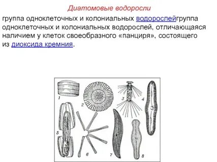 Диатомовые водоросли особенности