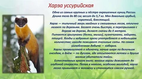 Где обитает куница