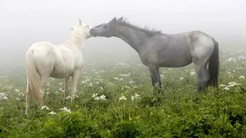 Поле молодая лошадь
