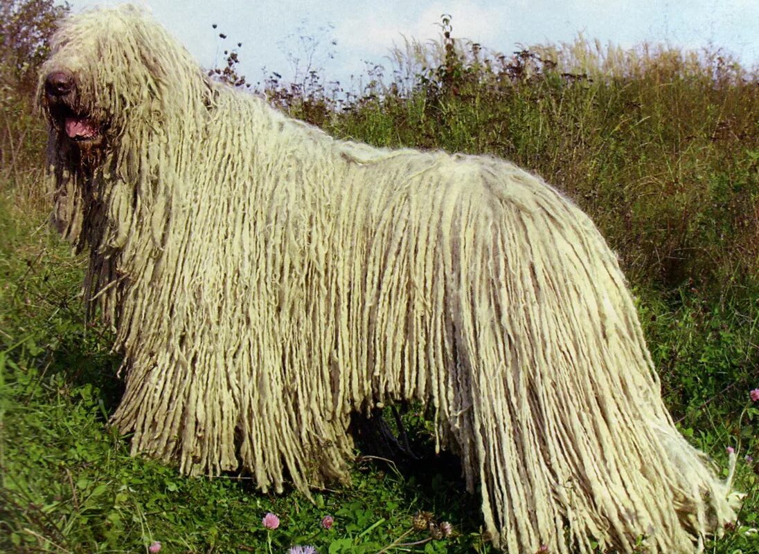В ней было много породы. Бергамская овчарка бергамаско. Много собак разных пород. Разные собаки. В ней было много породы.