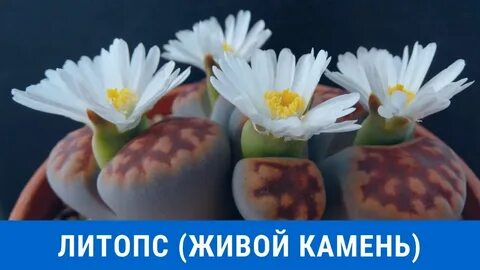 Живой камушек