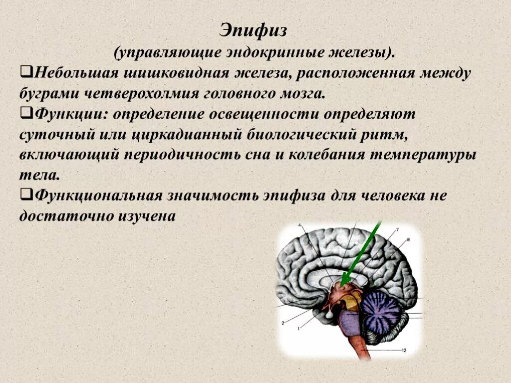 Пинеальная железа это. Эпифиз анатомия функции. Эпифиз железа функции. Эпифиз железа внутренней секреции строение. Эпифиз эндокринная железа.