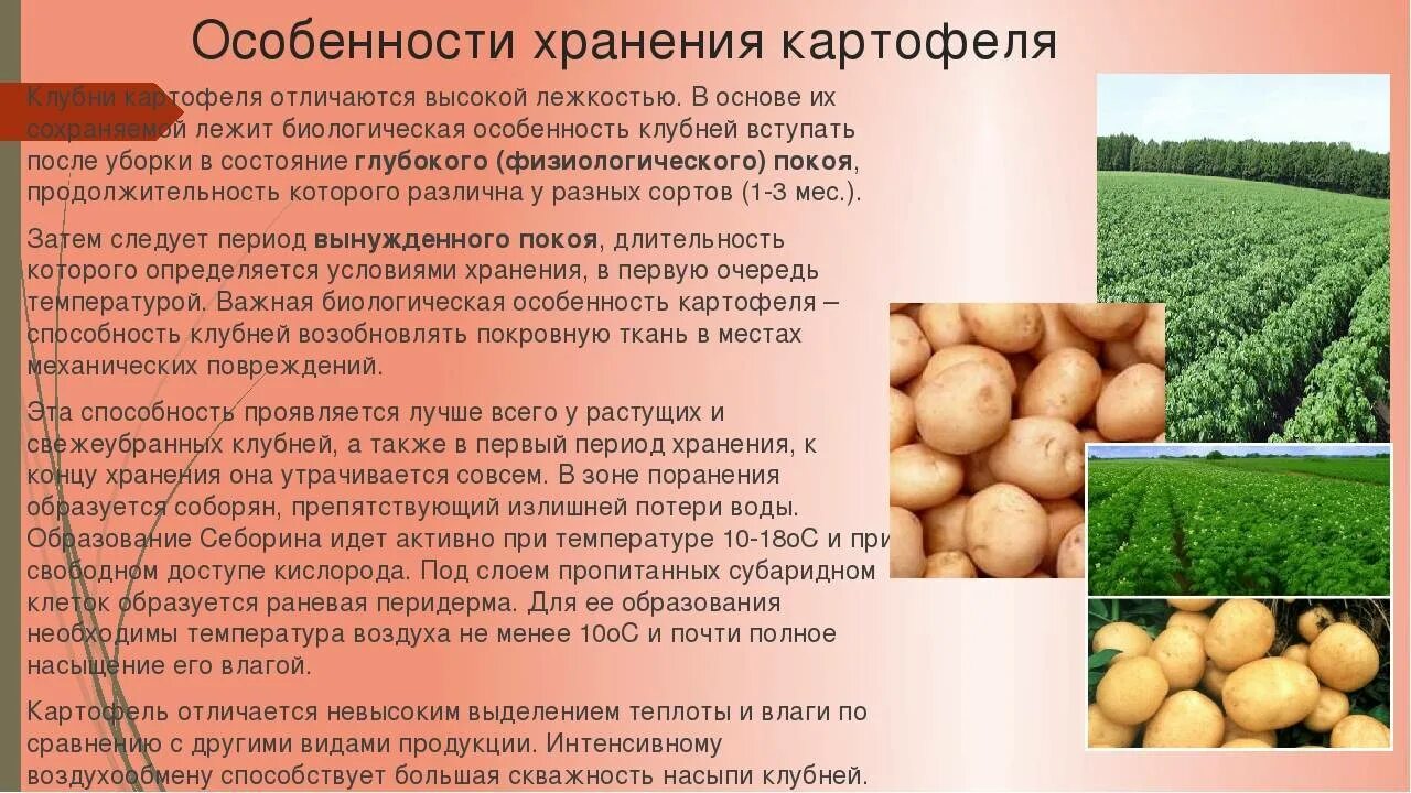 Оценка сортов картофеля. Особенности хранения картофеля. технология возделывания картофеля. условия хранения картофеля. особенности выращивания картофеля.
