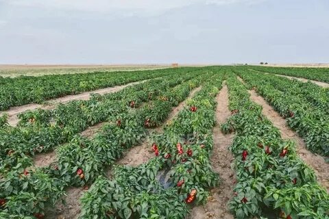 Поле перца