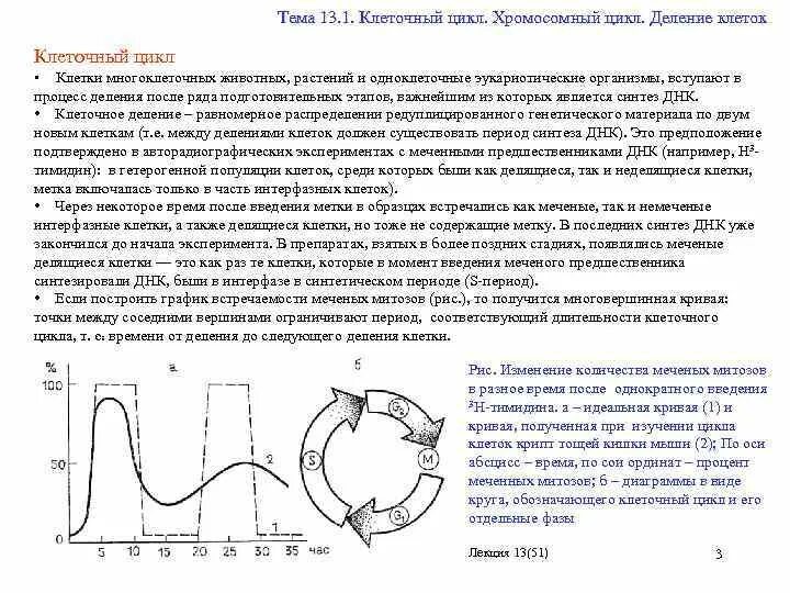 Клеточным циклом называется период от синтеза днк. Клеточным циклом называется период от синтеза днк