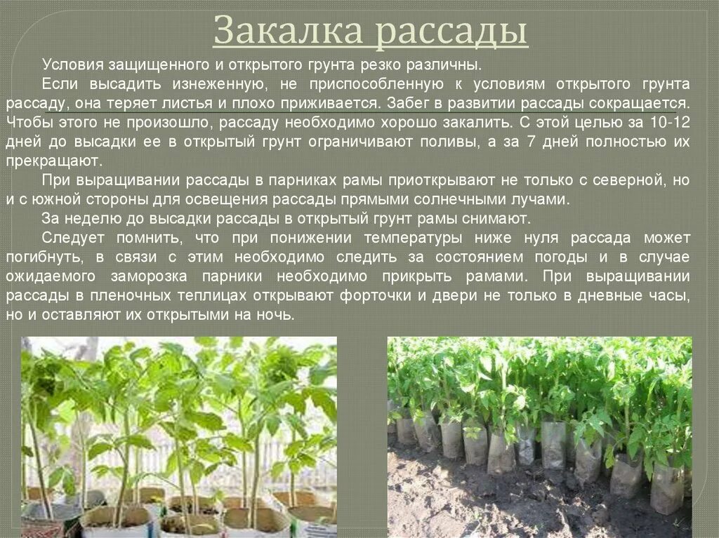 Закалка рассады. Закаливание рассады. Технология возделывания томата в защищенном грунте. Защищенный и открытый грунт. Оптимальная температура для рассады помидор