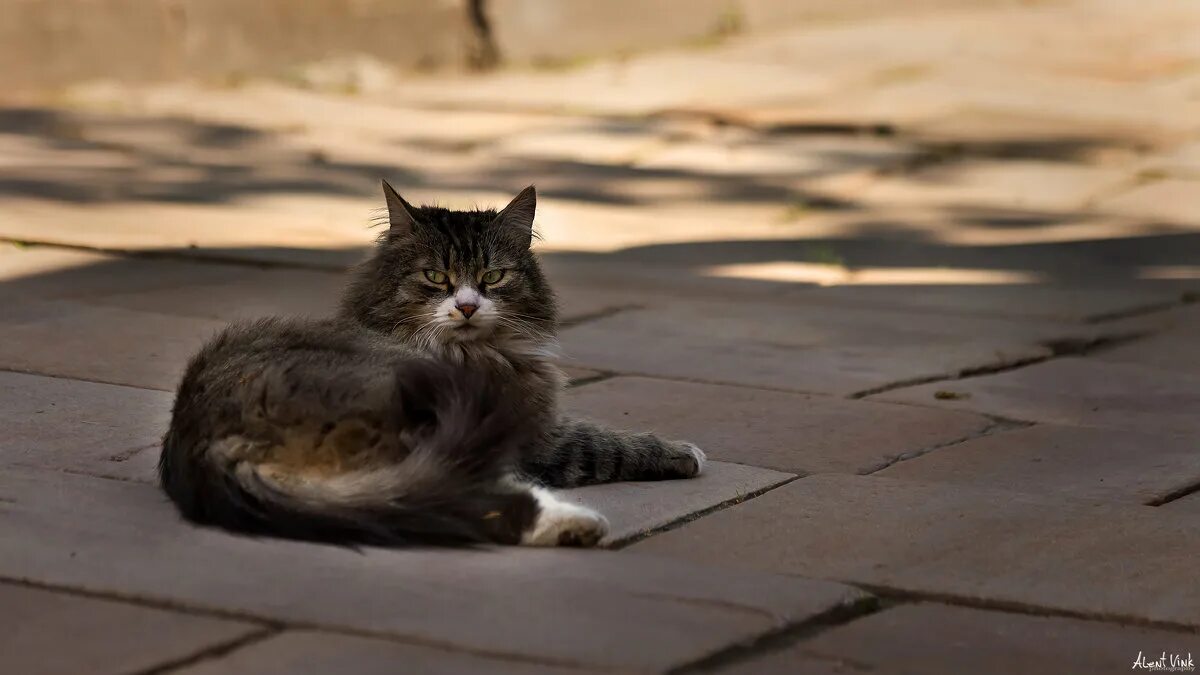 эй прохожий проходи пока не получил