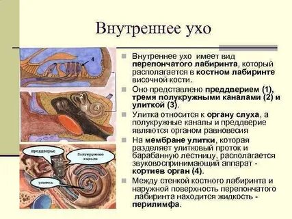 Внутренняя среда внутреннего уха