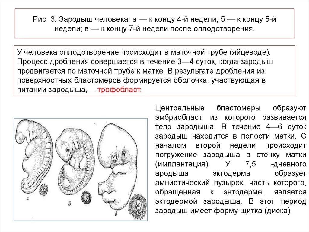 Наличие у зародыша человека. Развитие зародыша человека. Строение зародыша человека. Стадии развития эмбриона человека. Процесс формирования эмбриона человека.