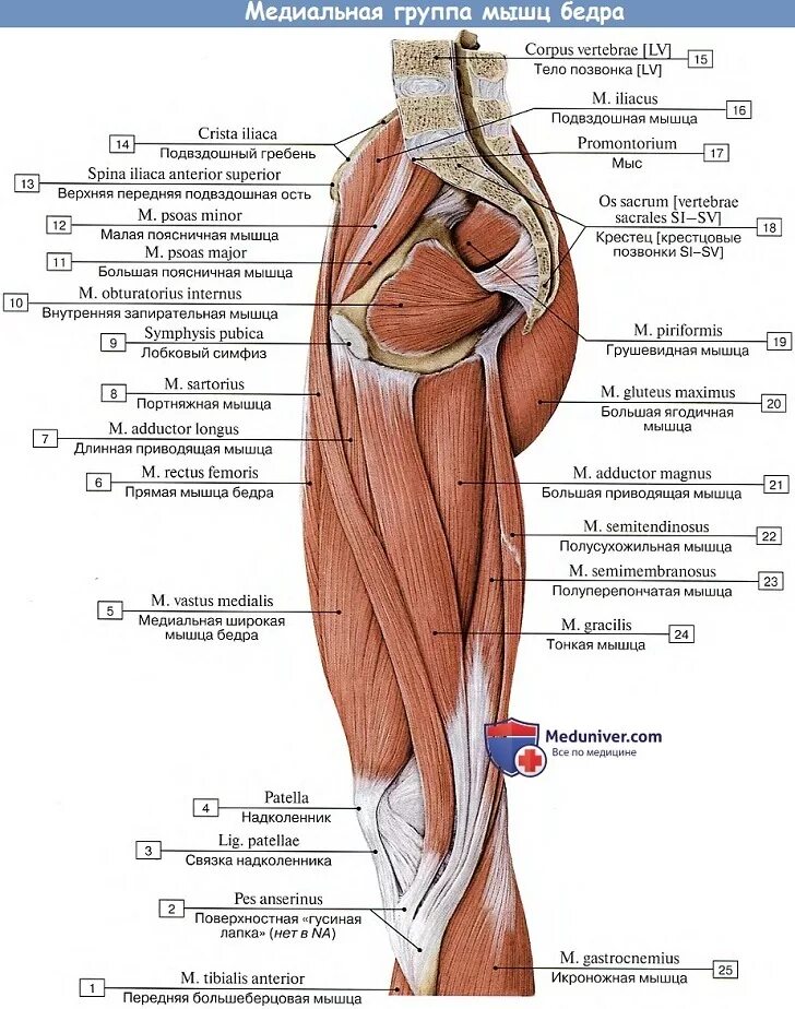 Бедра женщины фото где находится. Медиальная группа мышц бедра. Мышцы бедер пмедиальная група. Мышцы бедра передняя задняя медиальная группа. Мышцы задней поверхности бедра анатомия.
