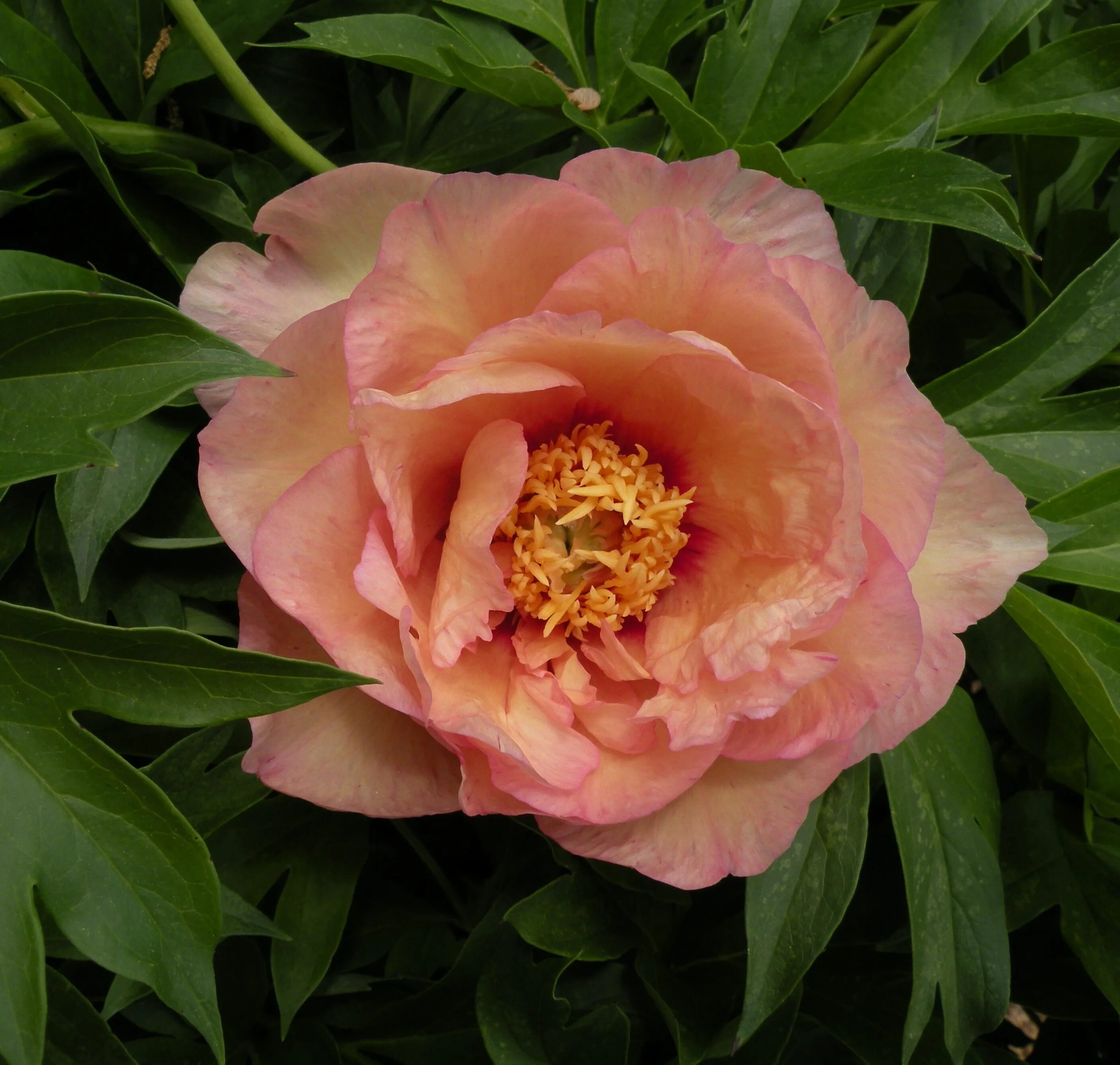 Пион роуз фото и описание. Пион itoh julia rose. Пион ито julia rose. Пион роуз реверанс. Пион ито julia rose.