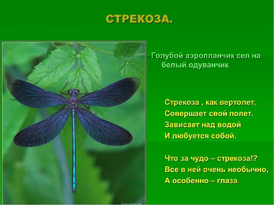 Докажите что голубая стрекоза это образ символ. Стрекоза. детям о стрекозе для дошкольников. насекомые для дошкольников стрекоза. стрекоза презентация для дошкольников.