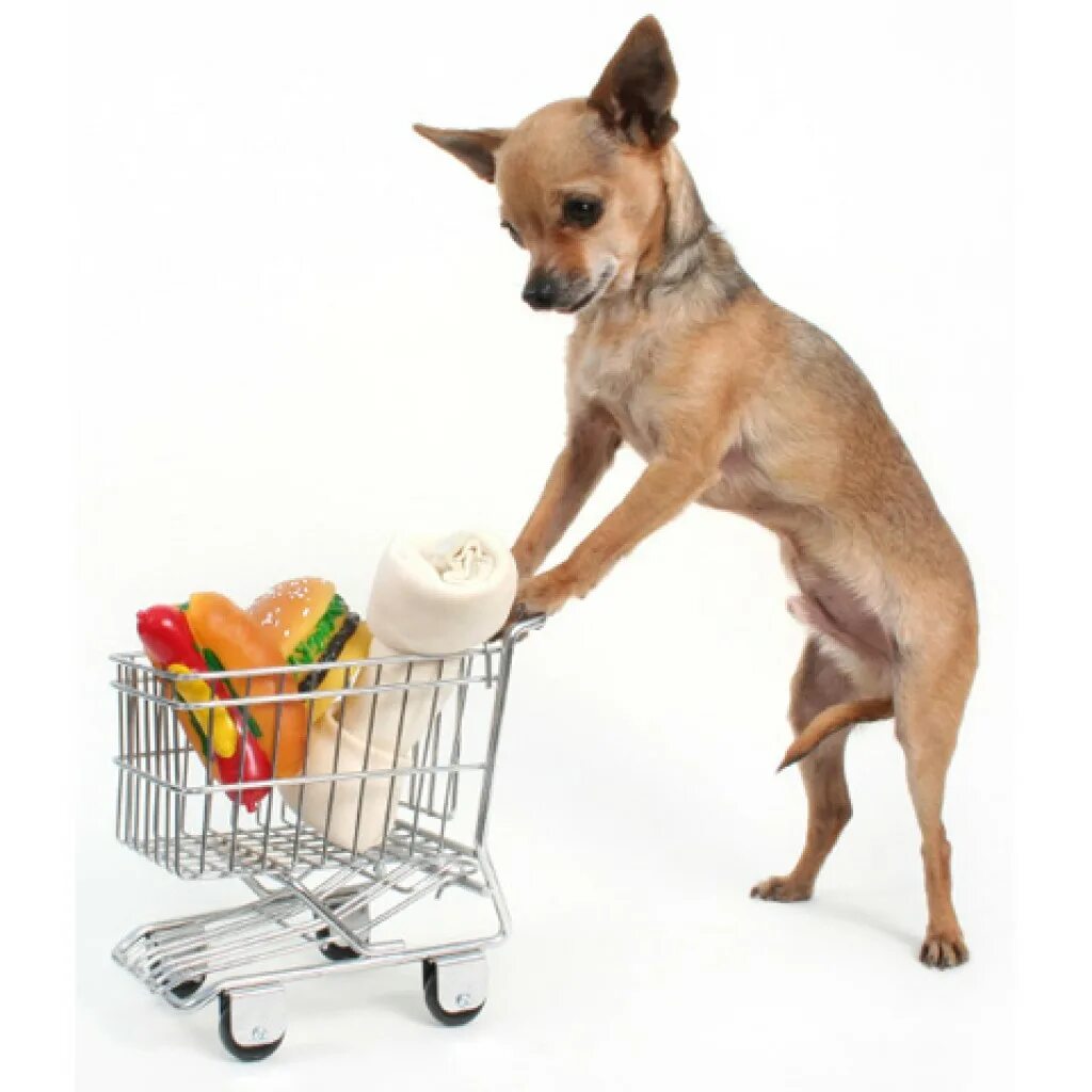 можно ли той терьеру мандарины